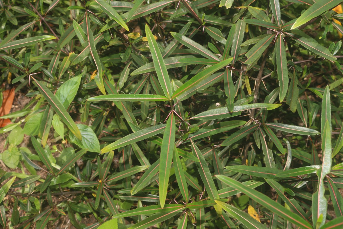 Barleria lupulina Lindl.